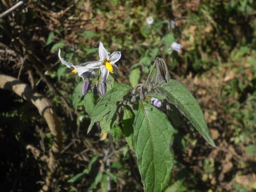 Solanum enantiophyllanthum