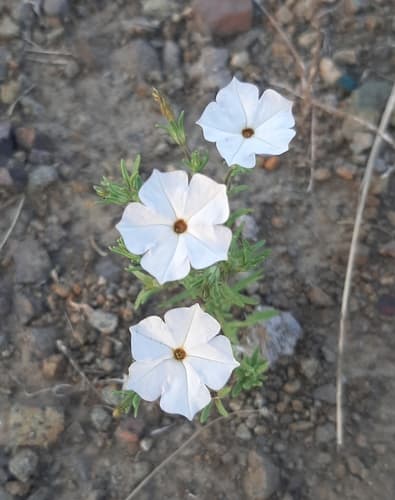 Calibrachoa pygmea