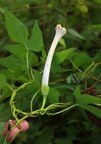 Ipomoea salsettensis