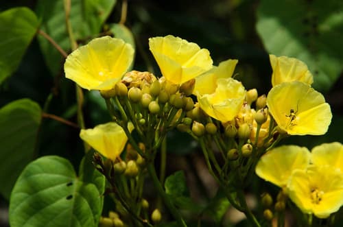 Decalobanthus boisianus