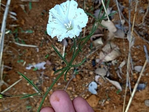 Finger-leaf Morning Glory