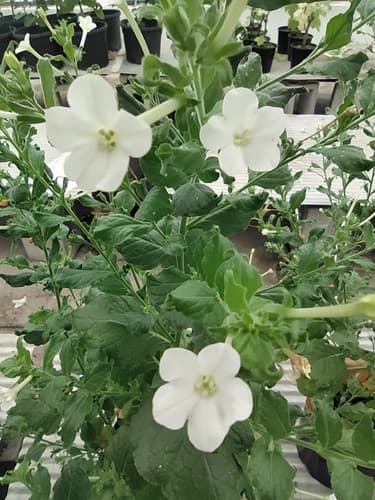 Nicotiana benthamiana