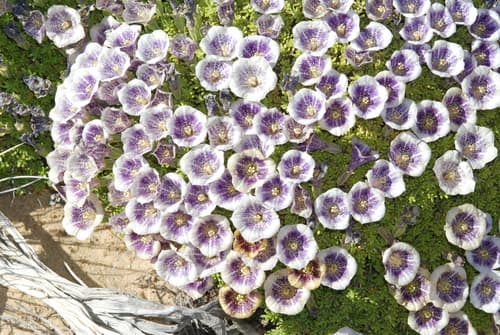 Patagonian petunia