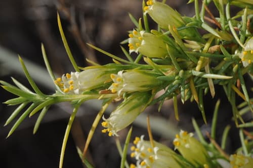 Pantacantha ameghinoi