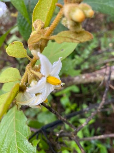 Solanum piluliferum