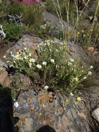 Nierembergia tandilensis