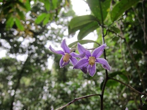 Solanum madagascariense