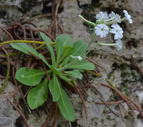 Nicotiana fragrans