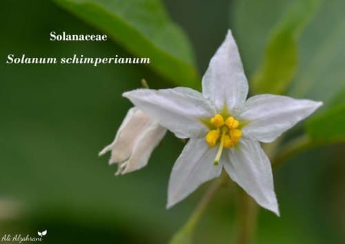 Solanum schimperianum