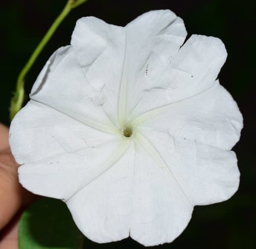 Ipomoea lottiae