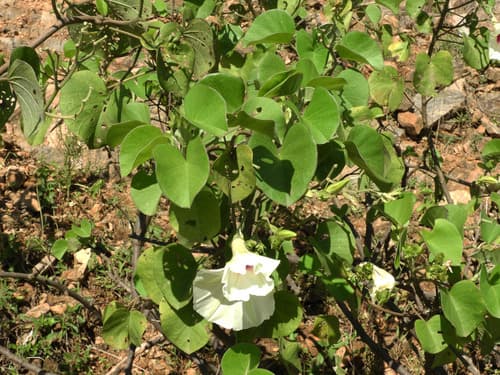 Ipomoea spathulata