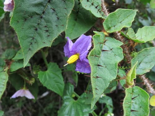 Solanum myoxotrichum