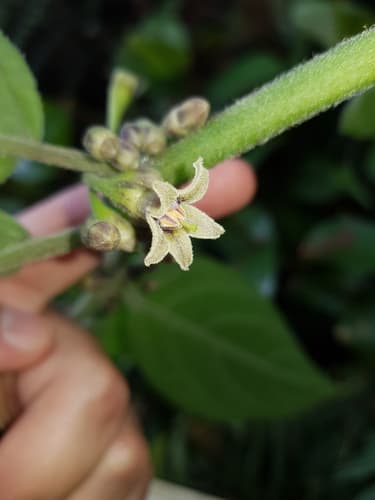 Witheringia coccoloboides