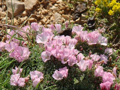 Convolvulus assyricus