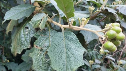 Solanum pycnanthemum