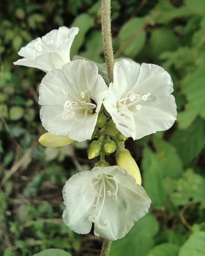 Jacquemontia confusa