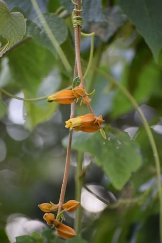 Hawkesiophyton ochraceum