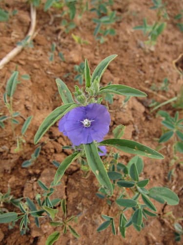 Convolvulus capituliferus