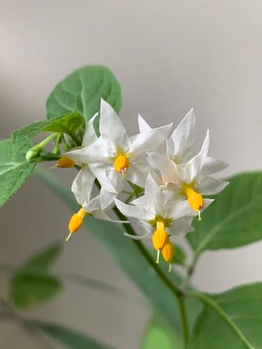Solanum longifilamentum