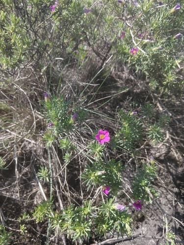 Calibrachoa paranensis