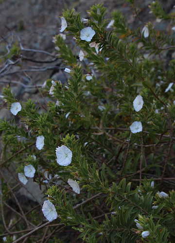 Convolvulus fruticulosus