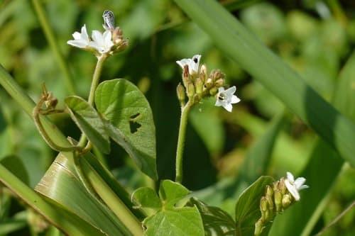 Tetralocularia pennellii