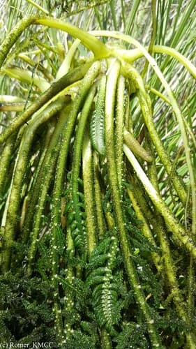 Hydrostachys imbricata