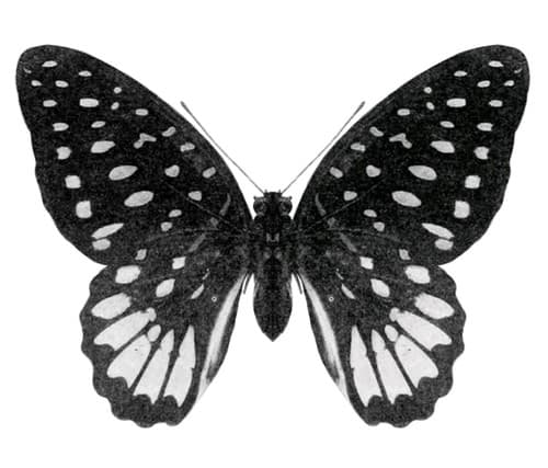 Graphium meeki