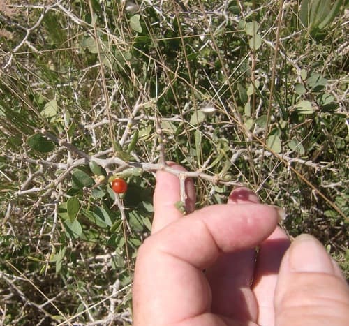 Kleinkaroo Honeythorn