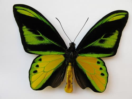 Chimaera Birdwing