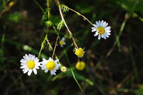 Chamomile