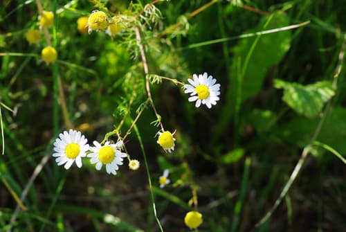 German Chamomile