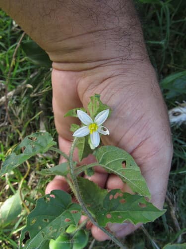 Solanum platense