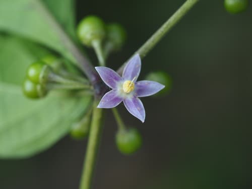 Lycianthes marlipoensis