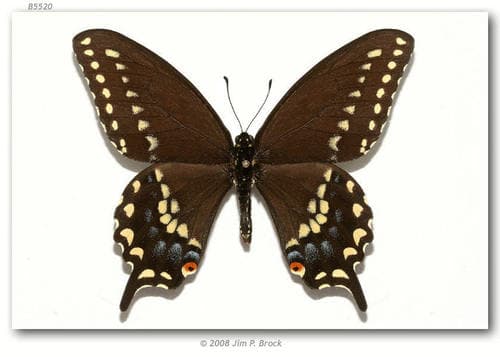 Ozark Swallowtail