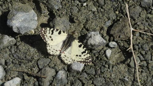 Zerynthia louristana