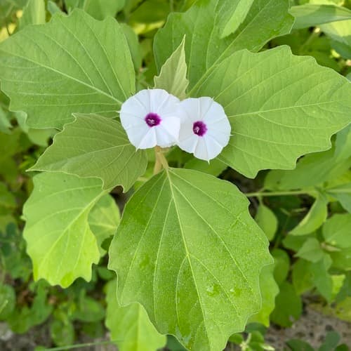 Astripomoea lachnosperma