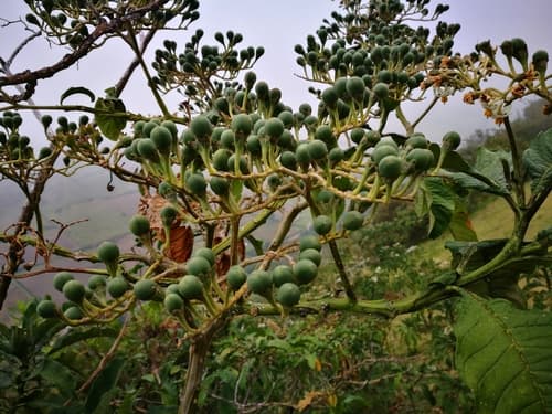 Solanum hypaleurotrichum