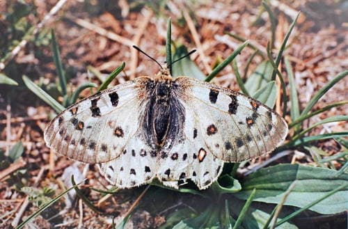 Parnassius tenedius