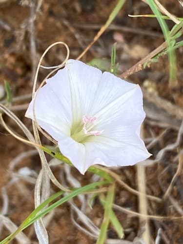 Convolvulus dregeanus