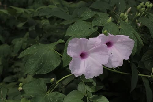 Ipomoea cardenasiana