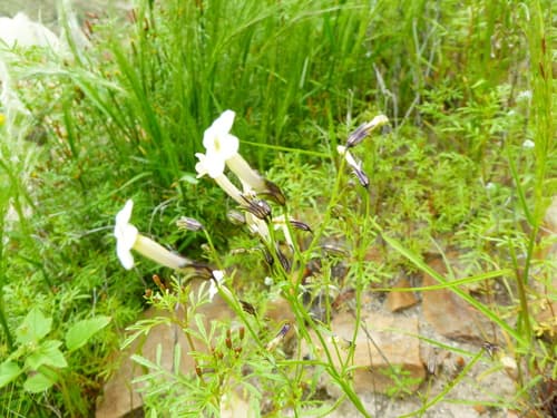 White-flowered Leptoglossis