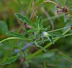 Heartsease (Wild Pansy)