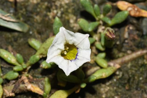 Sclerophylax lorentzianus