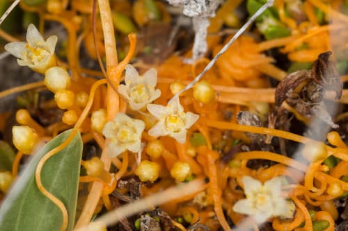 Tasmanian Dodder