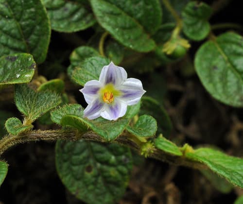 Lycianthes profunderugosa