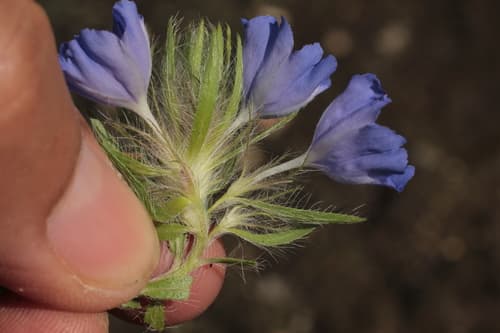 Evolvulus alopecuroides