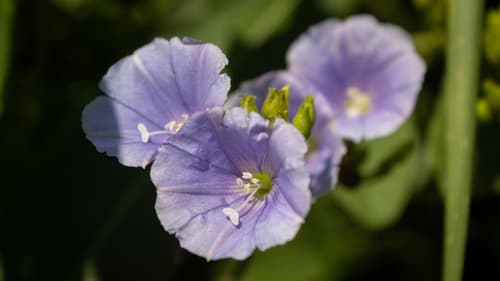 Jacquemontia velutina