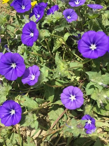 Convolvulus gharbensis