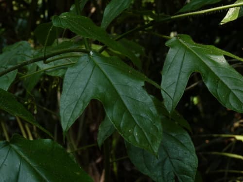 Solanum tenuisetosum